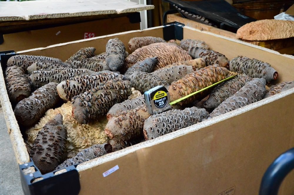 Banksia Pods